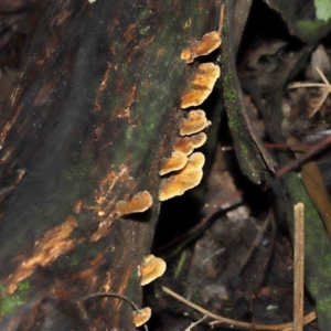 Trametes sp. at Paddys River, ACT - 22 Jun 2022 11:03 AM