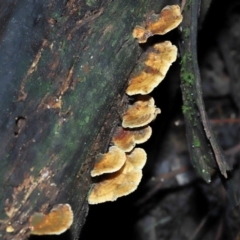 Trametes sp. at Paddys River, ACT - 22 Jun 2022