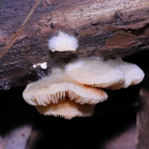 Crepidotus sp. at Paddys River, ACT - 22 Jun 2022