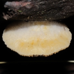 Crepidotus sp. at Paddys River, ACT - 22 Jun 2022