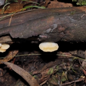 Crepidotus sp. at Paddys River, ACT - 22 Jun 2022