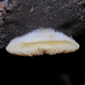 Crepidotus sp. at Paddys River, ACT - 22 Jun 2022