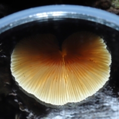 Crepidotus sp. at Paddys River, ACT - 22 Jun 2022