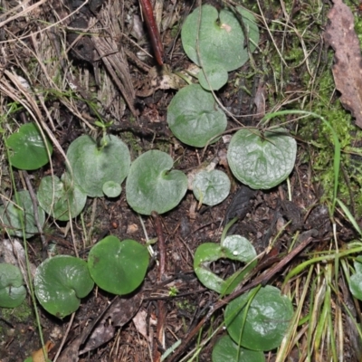 Corysanthes sp. (A Helmet Orchid) at Tidbinbilla Nature Reserve - 22 Jun 2022 by TimL