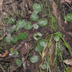 Corysanthes sp. at suppressed - 22 Jun 2022