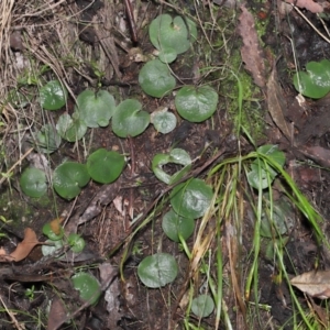 Corysanthes sp. at suppressed - 22 Jun 2022