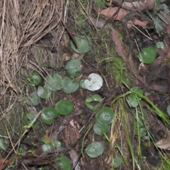 Corysanthes sp. at suppressed - 22 Jun 2022