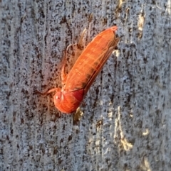 Cicadellidae (family) (Unidentified leafhopper) at QPRC LGA - 23 Jun 2022 by Steve_Bok