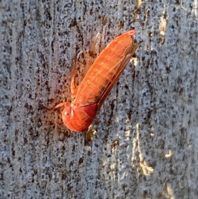 Cicadellidae (family) (Unidentified leafhopper) at Jerrabomberra, NSW - 23 Jun 2022 by SteveBorkowskis