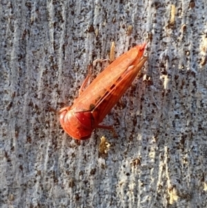 Cicadellidae (family) at Jerrabomberra, NSW - 23 Jun 2022