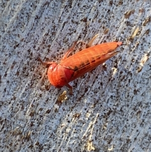 Cicadellidae (family) at Jerrabomberra, NSW - 23 Jun 2022