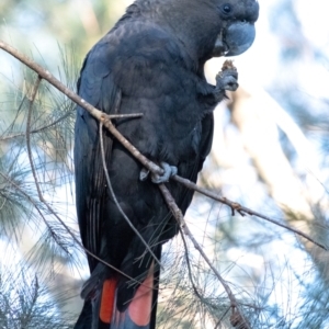 Calyptorhynchus lathami lathami at Tallong, NSW - suppressed