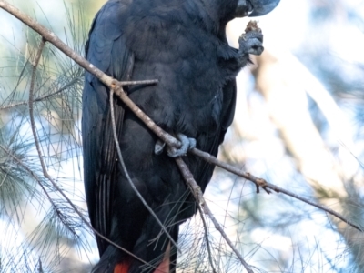 Calyptorhynchus lathami lathami (Glossy Black-Cockatoo) at Tallong, NSW - 22 Jun 2022 by Aussiegall