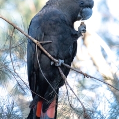 Calyptorhynchus lathami (Glossy Black-Cockatoo) at Tallong, NSW - 22 Jun 2022 by Aussiegall
