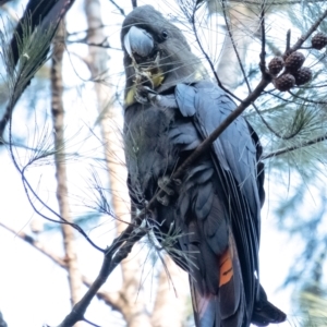 Calyptorhynchus lathami lathami at Tallong, NSW - 22 Jun 2022