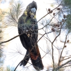 Calyptorhynchus lathami lathami at Tallong, NSW - suppressed