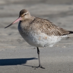 Limosa lapponica (Bar-tailed Godwit) at Port Macquarie, NSW - 23 Jun 2022 by rawshorty