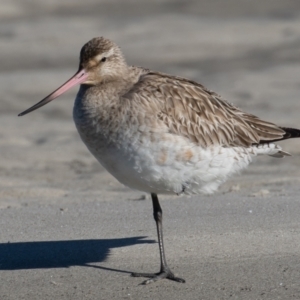 Limosa lapponica at Port Macquarie, NSW - 23 Jun 2022 01:45 PM