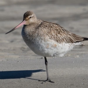 Limosa lapponica (Bar-tailed Godwit) at Port Macquarie, NSW by rawshorty