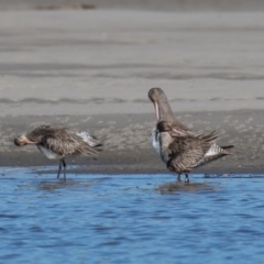 Limosa lapponica at Port Macquarie, NSW - 23 Jun 2022 01:45 PM