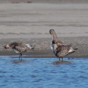 Limosa lapponica at Port Macquarie, NSW - 23 Jun 2022 01:45 PM