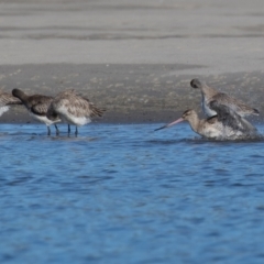 Limosa lapponica at Port Macquarie, NSW - 23 Jun 2022 01:45 PM