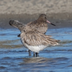 Limosa lapponica at Port Macquarie, NSW - 23 Jun 2022 01:45 PM