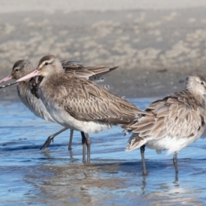 Limosa lapponica at Port Macquarie, NSW - 23 Jun 2022 01:45 PM