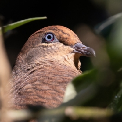 Macropygia phasianella (Brown Cuckoo-dove) at Port Macquarie, NSW - 22 Jun 2022 by rawshorty