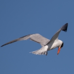 Hydroprogne caspia (Caspian Tern) at Port Macquarie, NSW - 22 Jun 2022 by rawshorty
