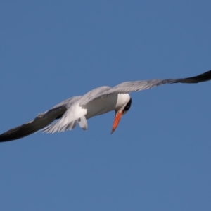 Hydroprogne caspia at Port Macquarie, NSW - 22 Jun 2022