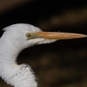 Ardea alba at Port Macquarie, NSW - 22 Jun 2022 08:51 AM