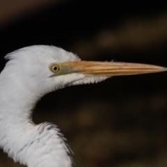 Ardea alba (Great Egret) at Port Macquarie, NSW - 21 Jun 2022 by rawshorty