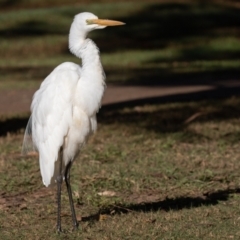 Ardea alba at Port Macquarie, NSW - 22 Jun 2022 08:51 AM