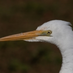 Ardea alba at Port Macquarie, NSW - 22 Jun 2022 08:51 AM