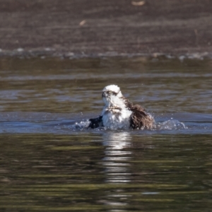 Pandion haliaetus at Port Macquarie, NSW - 23 Jun 2022