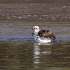 Pandion haliaetus at Port Macquarie, NSW - 23 Jun 2022