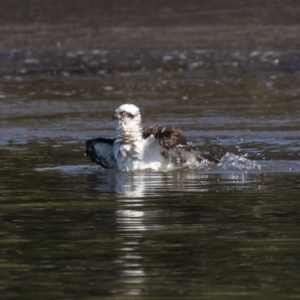 Pandion haliaetus at Port Macquarie, NSW - 23 Jun 2022