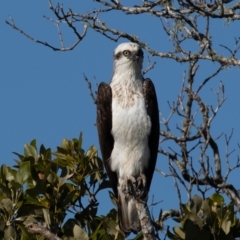 Pandion haliaetus (Osprey) at Port Macquarie, NSW - 22 Jun 2022 by rawshorty