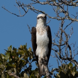 Pandion haliaetus at Port Macquarie, NSW - suppressed