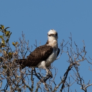 Pandion haliaetus at Port Macquarie, NSW - 22 Jun 2022