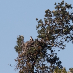 Pandion haliaetus at Port Macquarie, NSW - 22 Jun 2022