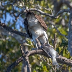 Pandion haliaetus at Port Macquarie, NSW - 22 Jun 2022