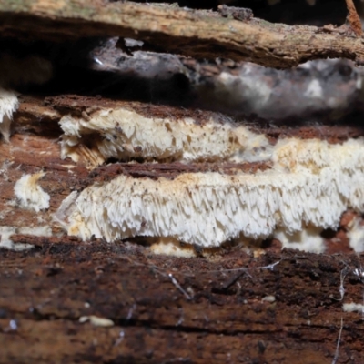 Xylodon 'Schizopora group' at Paddys River, ACT - 22 Jun 2022 by TimL