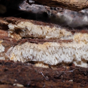 Xylodon 'Schizopora group' at Paddys River, ACT - 22 Jun 2022