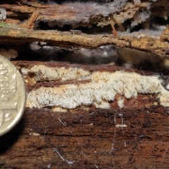 Xylodon 'Schizopora group' at Paddys River, ACT - 22 Jun 2022