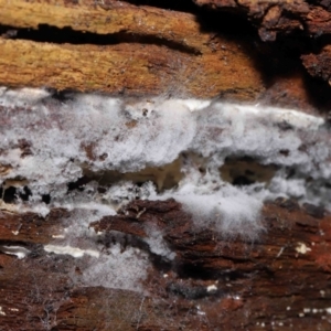 Xylodon 'Schizopora group' at Paddys River, ACT - 22 Jun 2022