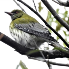 Oriolus sagittatus (Olive-backed Oriole) at ANBG - 23 Jun 2022 by JohnBundock