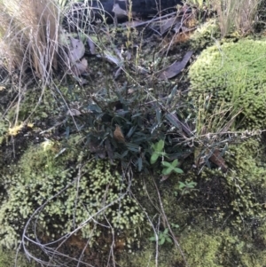 Hovea heterophylla at Paddys River, ACT - 19 Jun 2022