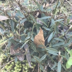 Hovea heterophylla at Paddys River, ACT - 19 Jun 2022